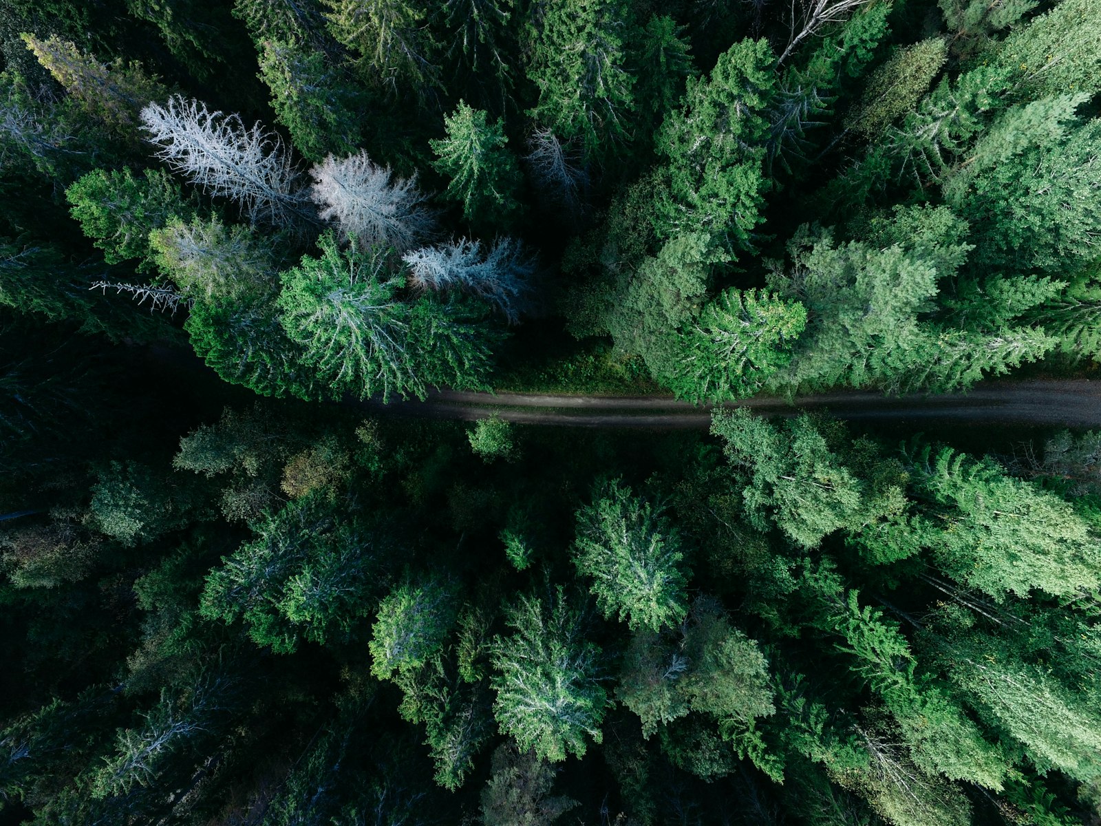 Lane County F1 & F2 Forest Zoning: Can You Actually Build?