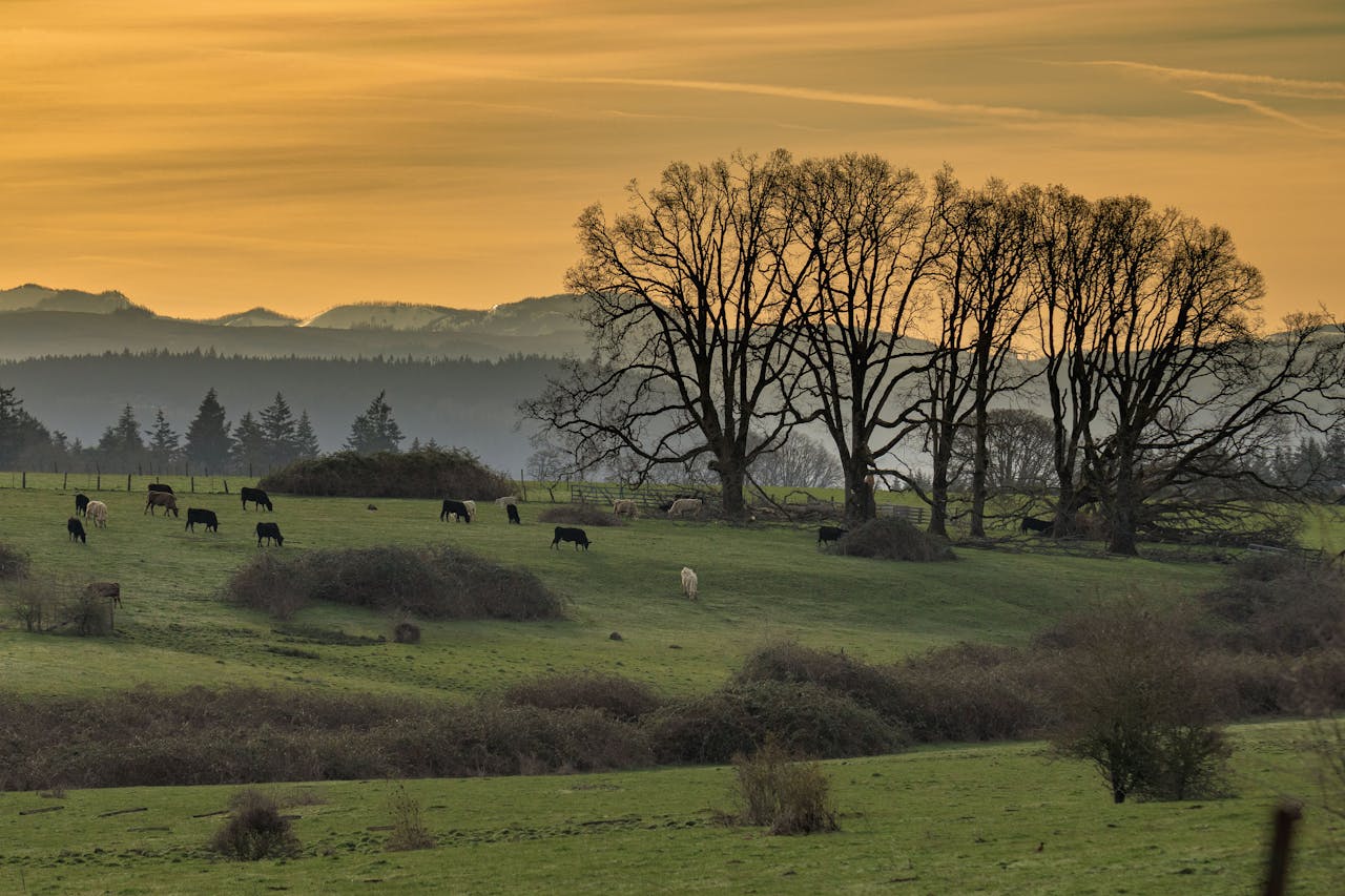 Farmland near Junction City, Oregon